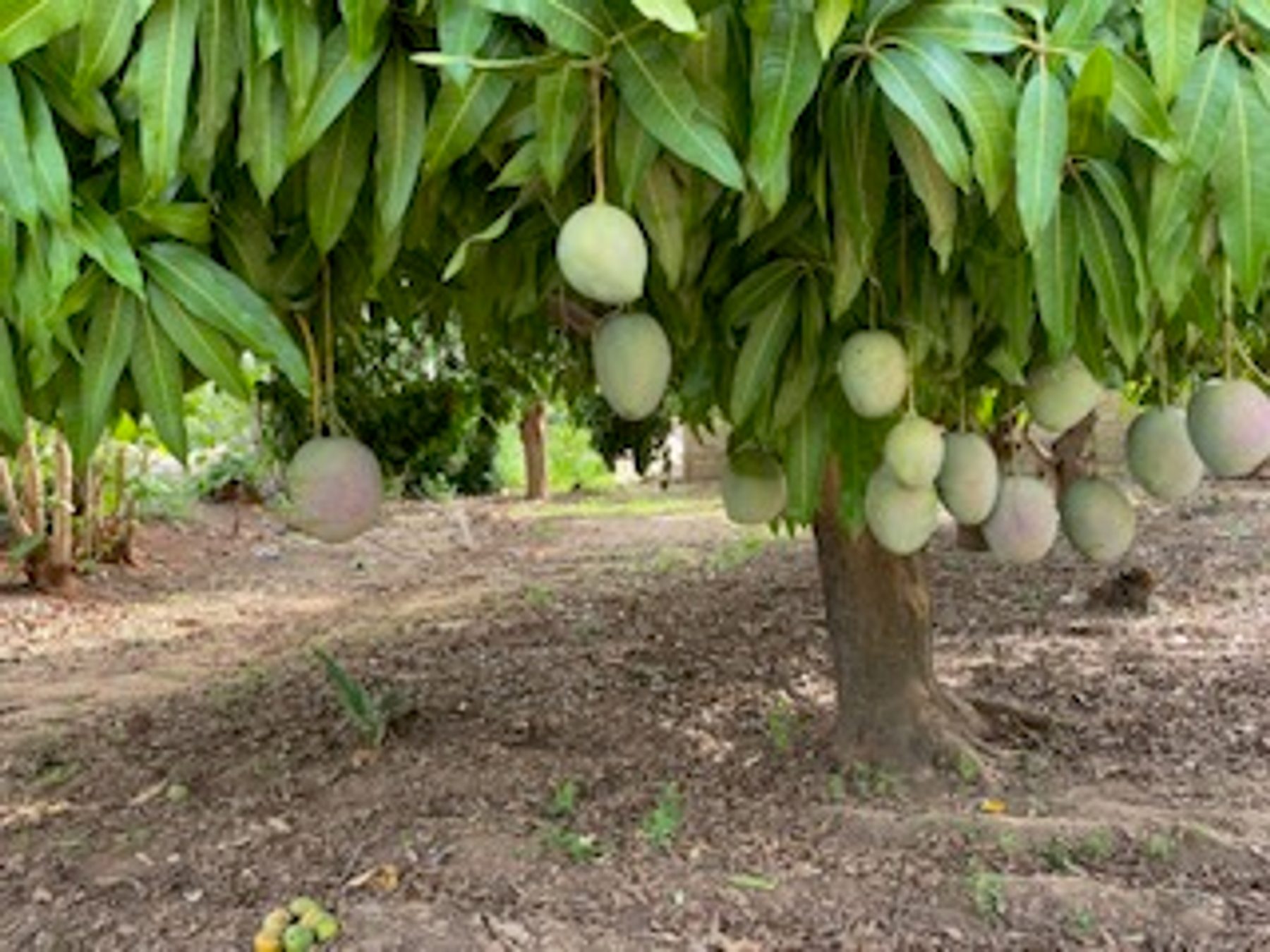 Mango orchard in Burkina Faso, part of Prola-Sub's producer network